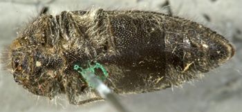 Media type: image;   Entomology 24431 Aspect: habitus ventral view